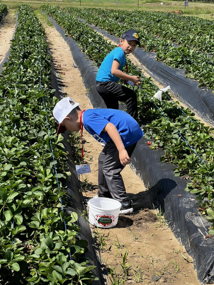 Students handpicking strawberries.