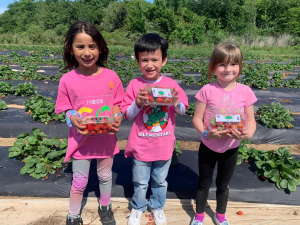 Dickinson students collected strawberries.