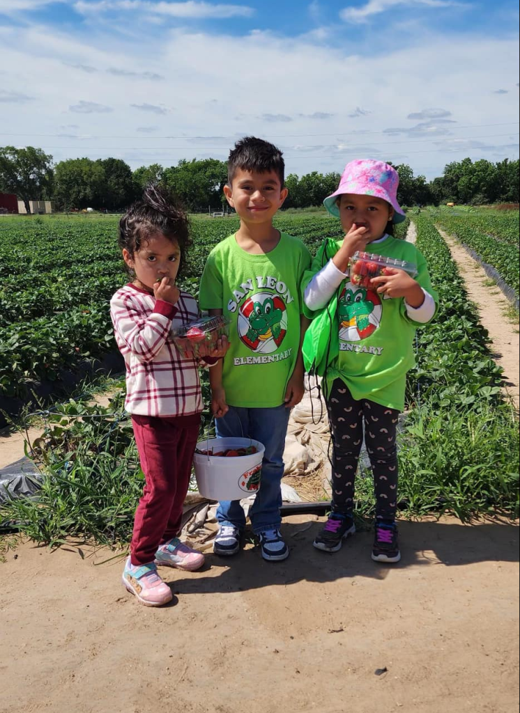 Students holding a harvest of strawberries they collected.