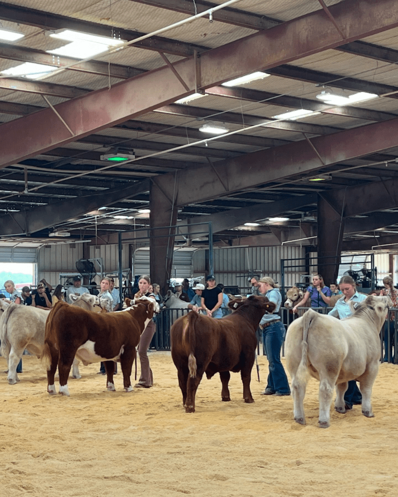 Hondo FFA cattle prospect show