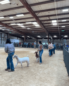 Hondo ISD Goat prospect show